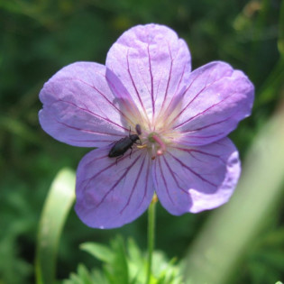 Bodziszek kantabryjski Cambridge Geranium cantabrigiense