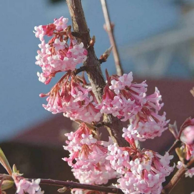 Viburnum bodnantense Kalina bodnantska Charles Lamont