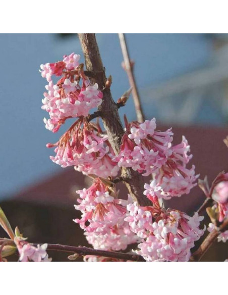 Viburnum bodnantense Kalina bodnantska Charles Lamont