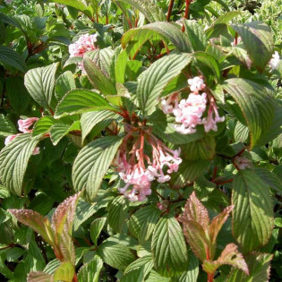 Kalina bodnantska Charles Lamont Viburnum bodnantense