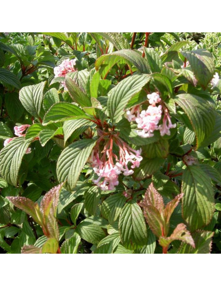 Kalina bodnantska Charles Lamont Viburnum bodnantense