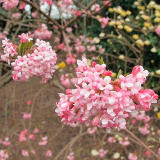 Kalina bodnantska Charles Lamont Viburnum bodnantense 2
