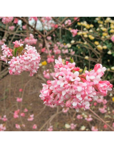 Charles Lamont Viburnum bodnantense Kalina bodnantska