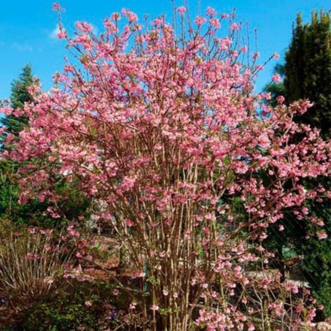 Kalina bodnantska Viburnum bodnantense Charles Lamont