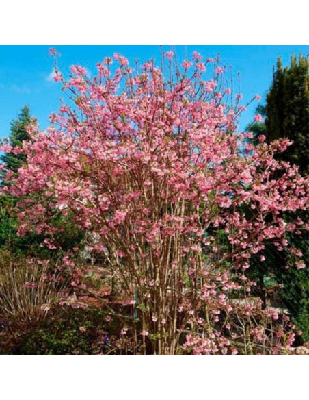 Kalina bodnantska Viburnum bodnantense Charles Lamont