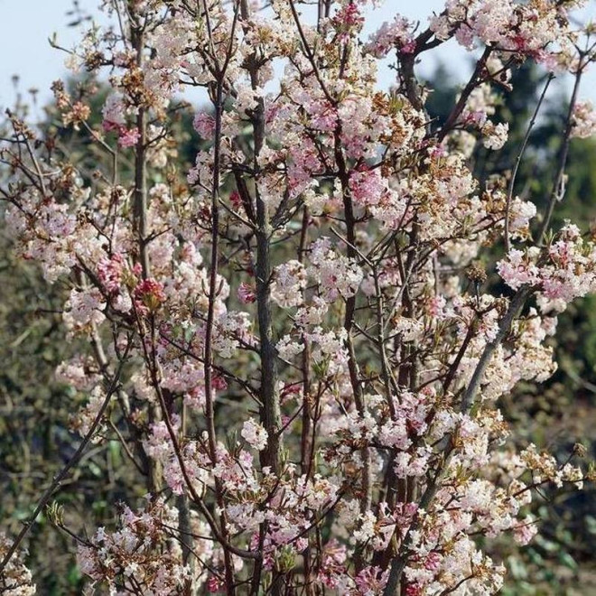 Charles Lamont Kalina bodnantska Viburnum bodnantense