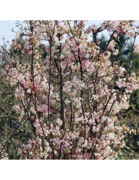 Charles Lamont Kalina bodnantska Viburnum bodnantense