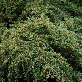 Irga pozioma Cotoneaster horizontalis 2
