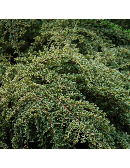 Irga pozioma Cotoneaster horizontalis
