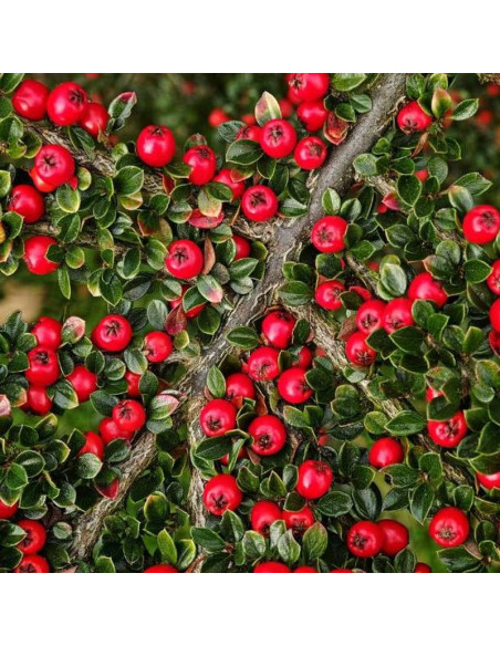 Irga pozioma Cotoneaster horizontalis