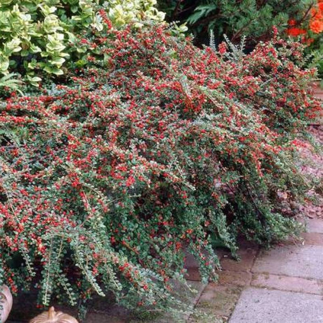 Irga pozioma Cotoneaster horizontalis