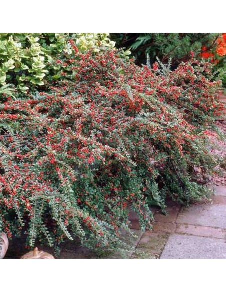 Irga pozioma Cotoneaster horizontalis