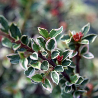 Irga pozioma Cotoneaster horizontalis