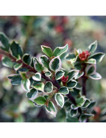 Irga pozioma Cotoneaster horizontalis