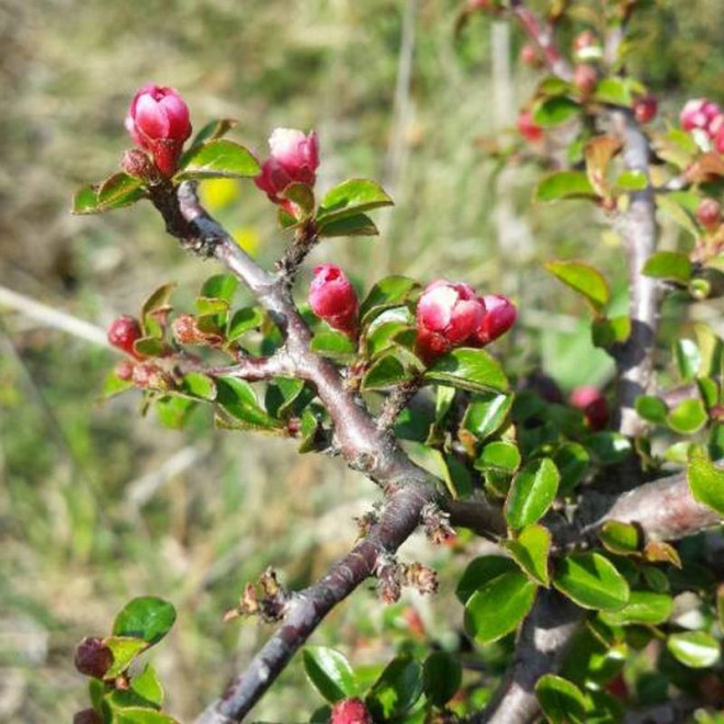 Cotoneaster horizontalis Irga pozioma