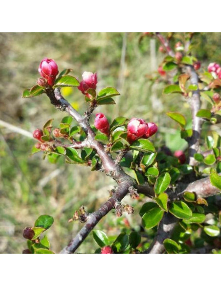 Cotoneaster horizontalis Irga pozioma