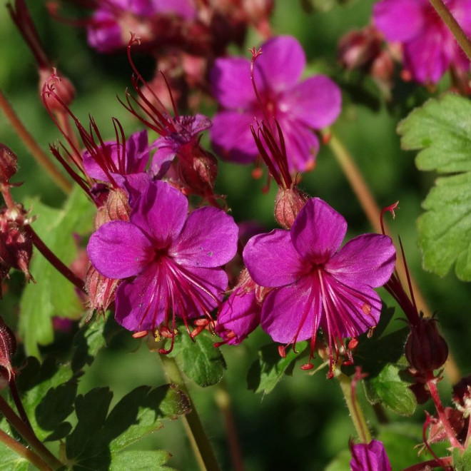 Bodziszek korzeniasty Geranium macrorrhizum