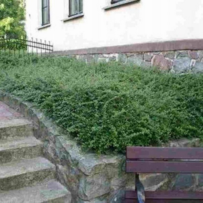 Royal Carpet Irga szwedzka Cotoneaster suecicus