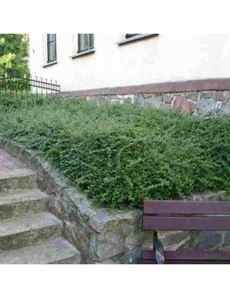 Royal Carpet Irga szwedzka Cotoneaster suecicus