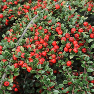 Cotoneaster suecicus Irga szwedzka Royal Carpet