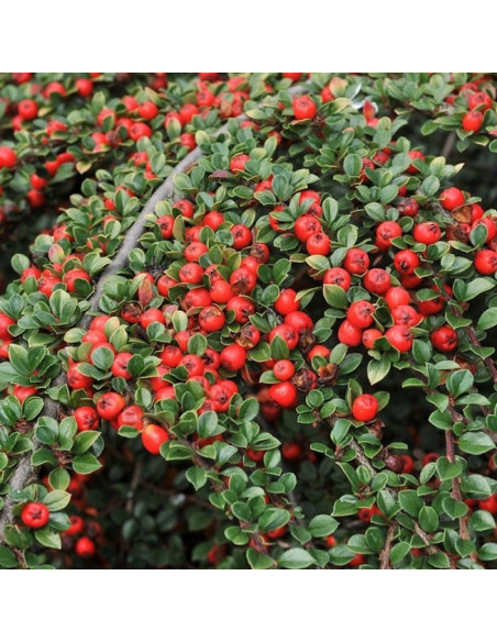 Cotoneaster suecicus Irga szwedzka Royal Carpet