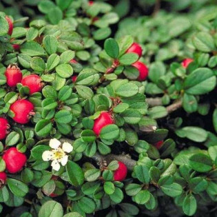 Irga płożąca Streib's Findling Cotoneaster procumbens