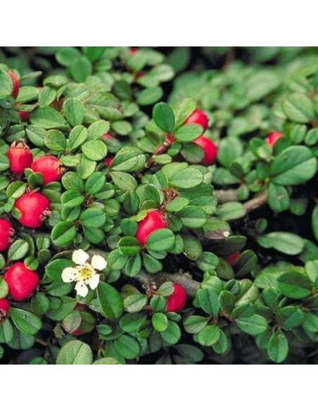 Irga płożąca Streib's Findling Cotoneaster procumbens