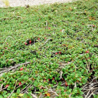 Irga płożąca Streib's Findling Cotoneaster procumbens 2