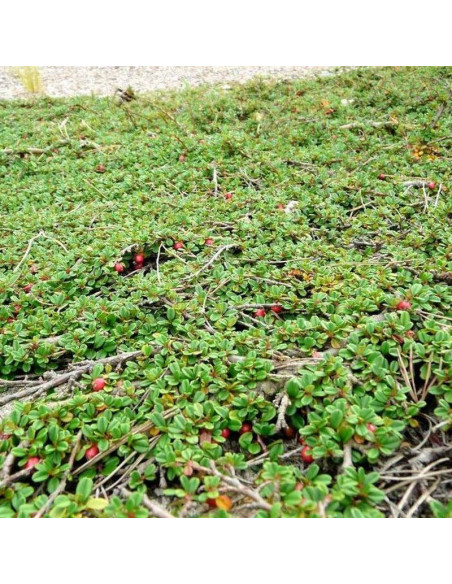 Cotoneaster procumbens iga płożąca Streib's Findling
