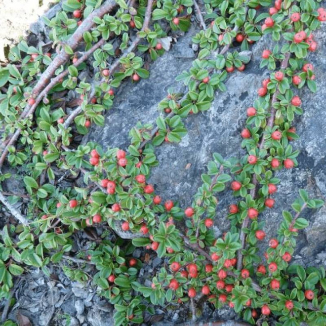 Irga płożąca Cotoneaster procumbens Streib's Findling