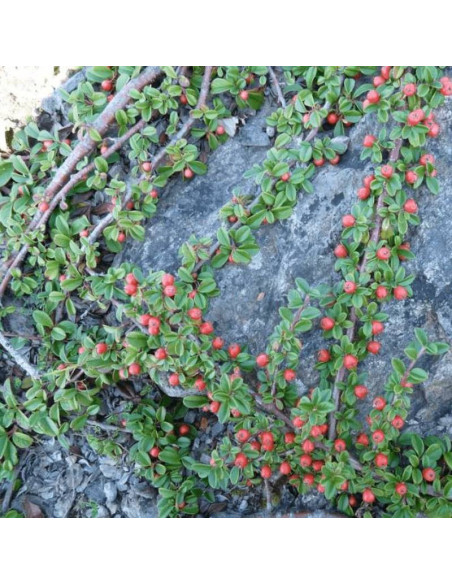 Irga płożąca Cotoneaster procumbens Streib's Findling