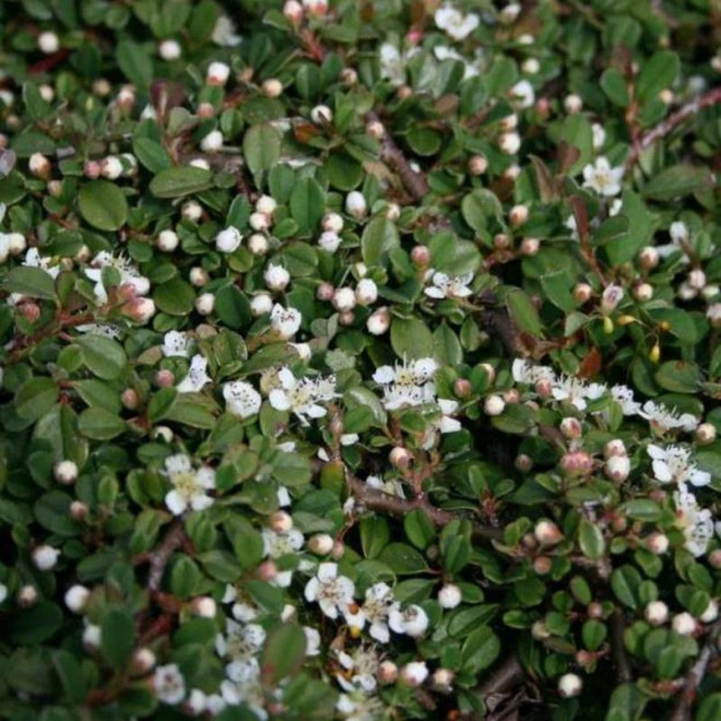 Irga płożąca Queen of Carpets Cotoneaster procumbens