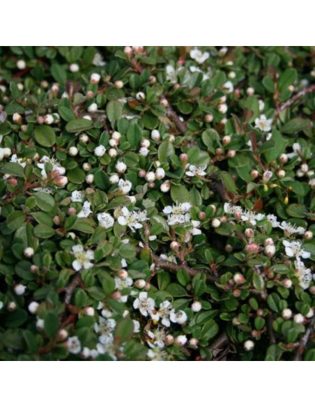 Irga płożąca Queen of Carpets Cotoneaster procumbens
