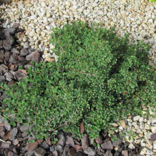 Irga płożąca Queen of Carpets Cotoneaster procumbens 2