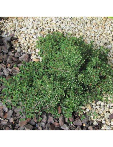 Cotoneaster procumbens Irga płożąca Queen of Carpets