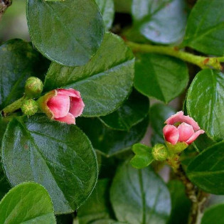 Irga miseczkowata Cotoneaster hjelmqvistii