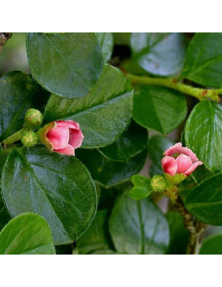 Irga miseczkowata Cotoneaster hjelmqvistii