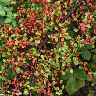 Irga miseczkowata Cotoneaster hjelmqvistii 2