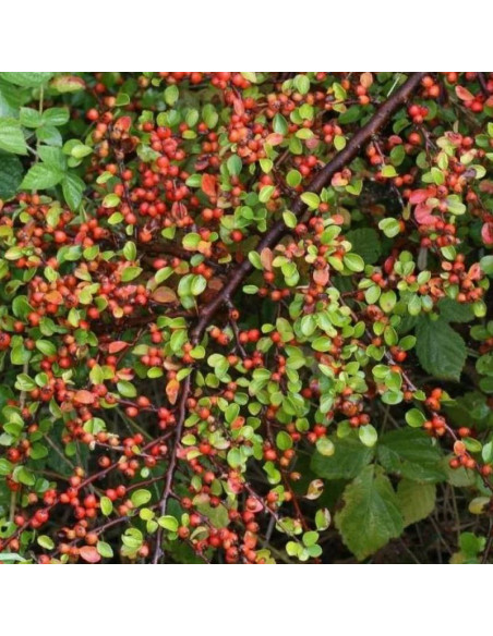 Cotoneaster hjelmqvistii Irga miseczkowata