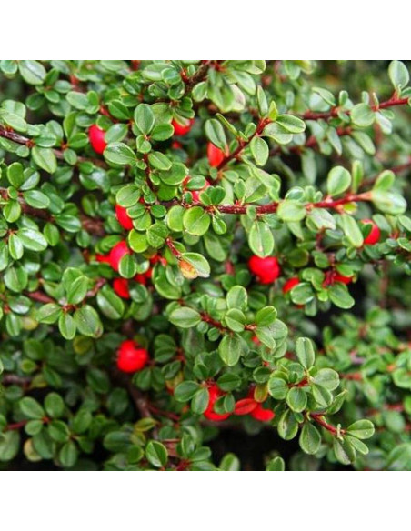 Irga łyżeczkowata Schneider Cotoneaster cochleatus