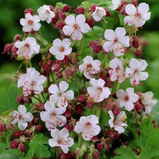 Bodziszek korzeniasty Spessart Geranium macrorrhizum