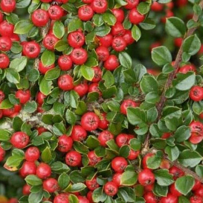 Cotoneaster cochleatus Irga łyżeczkowata Schneider Cotoneaster cochleatus Irga łyżeczkowata Schneider