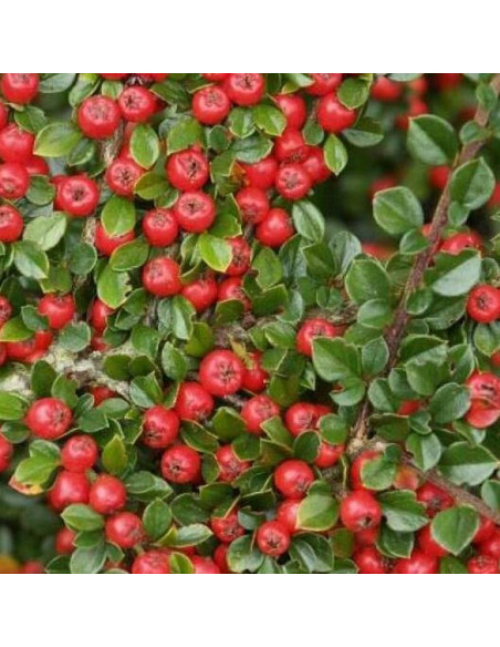Cotoneaster cochleatus Irga łyżeczkowata Schneider