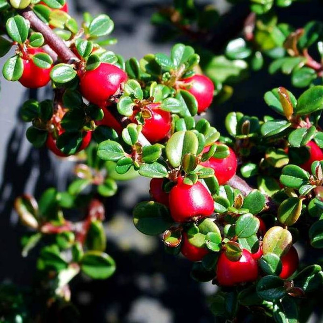 Irga drobnolistna Cotoneaster microphyllus