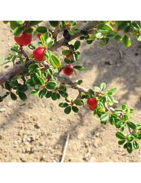 Cotoneaster microphyllus Irga drobnolistna