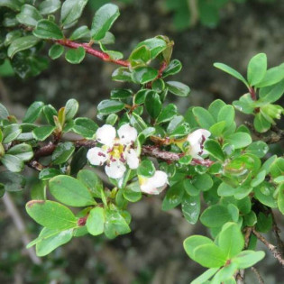 Irga drobnolistna Cotoneaster microphyllus 2