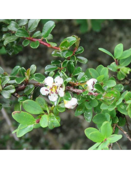 Irga  Cotoneaster microphyllus drobnolistna