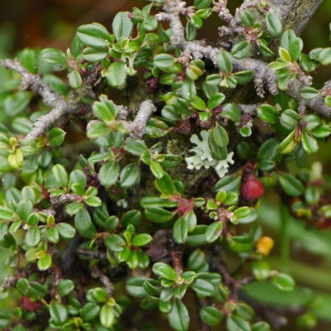 Irga drobnolistna Cotoneaster microphyllus