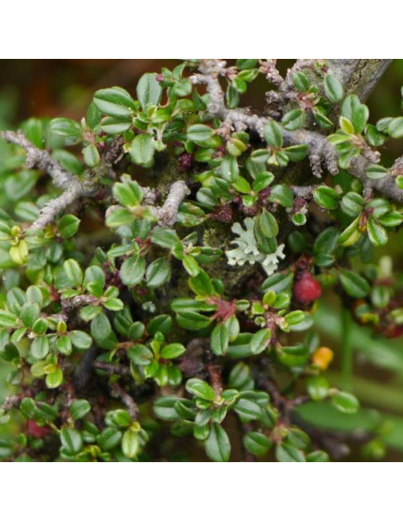 Irga drobnolistna Cotoneaster microphyllus