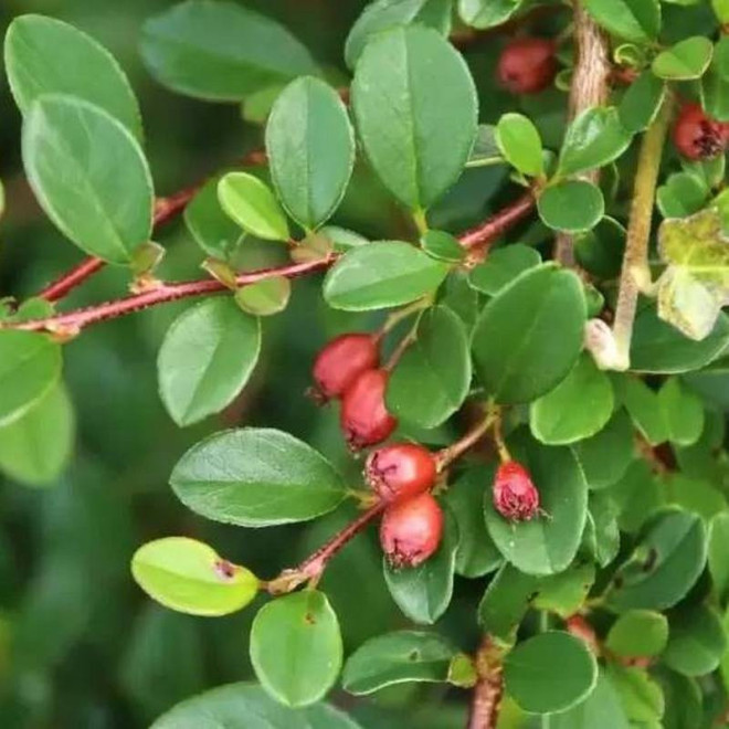 Cotoneaster dammeri Irga Dammera Mooncreeper